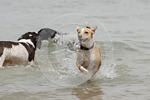 Group of dogs playing and splashing in the beach