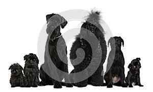 Group of dogs, Poodle, pug, griffon Bruxellois photo