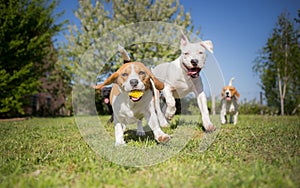 Group of dogs running
