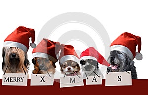 Group of dogs with santa claus hats