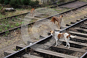 A group of dogs when the scenic train to Ella stops