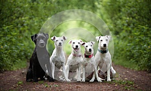 A group of dogs sitting in the forest. Agility dog ??race.