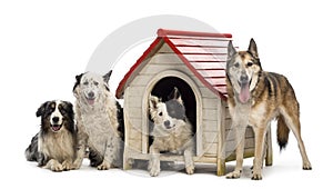 Group of dogs in and surrounding a kennel against white background