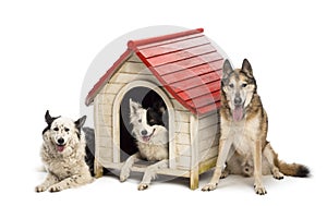 Group of dogs in and surrounding a kennel against white background