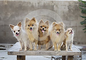 Group of dogs on table with concrete wall blackground