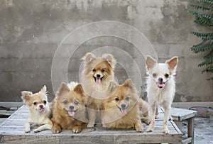 Group of dogs on table with concrete wall blackground