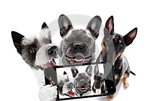 Group of dogs taking selfie with smartphone