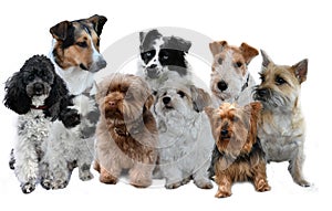 Group of dogs on white