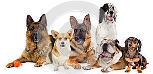 Group of dogs on a white background