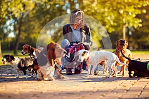 Group of dogs with woman dog walker enjoying in walk outdoors
