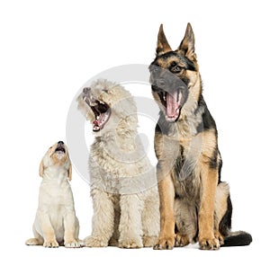 Group of dogs yawning