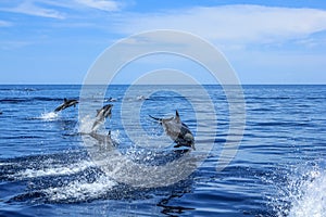 Group of Dolphins jumping