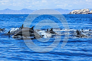 Group of Dolphins jumping photo