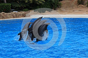 Group of dolphins performs at the zoo. Dolphins jump over a stick in the loro Park Tenerife