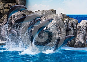 Skupina z delfíni stříkající ven z voda 