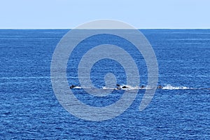 Group of dolphins swimming and jumping in the ocean on the background of blue water and horizon. Common dolphin Delphinus delphis