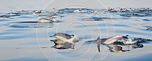 Group of dolphins, swimming in the ocean