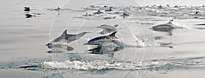 Group of dolphins, swimming in the ocean