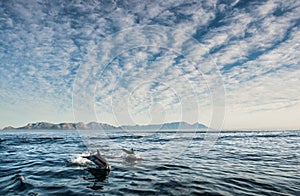 Group of dolphins, swimming in the ocean