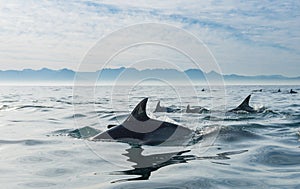 Group of dolphins, swimming in the ocean