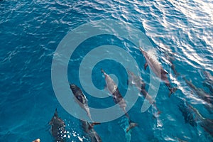 Group of dolphins swimming in an ocean with clear, blue water