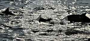 Group of dolphins, swimming in the ocean and hunting for fish.