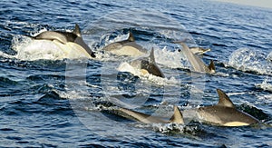 Group of dolphins, swimming in the ocean and hunting for fish.