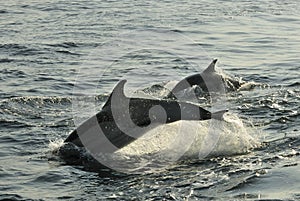 Group of dolphins, swimming in the ocean and hunting for fish.