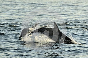 Group of dolphins, swimming in the ocean and hunting for fish.