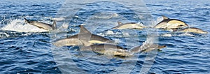 Group of dolphins, swimming in the ocean and hunting for fish.