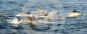 Group of dolphins, swimming in the ocean and hunting for fish.