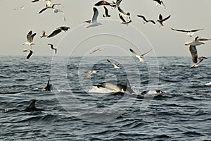 Group of dolphins, swimming in the ocean and hunting for fish.