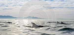 Skupina z delfíny plávanie v oceán 