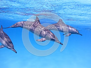 Group of dolphins in tropical sea, underwater