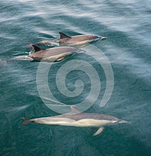 Group of dolphins, underwater swimming in the ocean