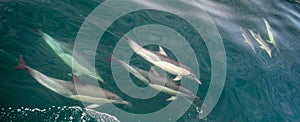 Group of dolphins, underwater swimming in the ocean