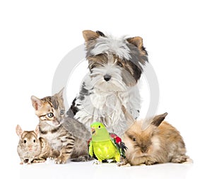 Group of domestic animals and birds. Isolated on white background