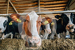 Group of domestic cattle - cows are in cowshed eating herb photo