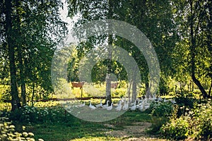 Group of domestic ducks at a farm enjoying the shade under trees, with cows in the background