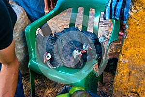 Several domestic Guineafowl or Numida meleagris on plastic chair