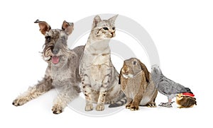 Group of Domestic Pets