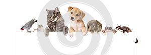 Group of Domestic Pets Over White Banner