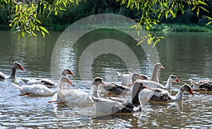 group of domestic white farm geese swim and splash water drops in dirty muddy water, enjoy first warm sun rays, peace