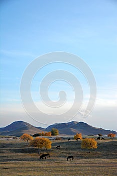 A group of donkey grazing on the prairie in autumn