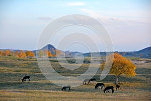 A group of donkey grazing on the prairie in autumn