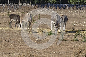 Group of donkeys grazing in the countryside