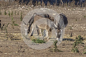 Group of donkeys grazing in the countryside