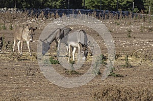 Group of donkeys grazing in the countryside