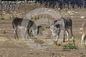 Group of donkeys grazing in the countryside