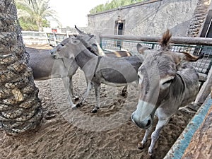 Group of donkeys playing in a farm .